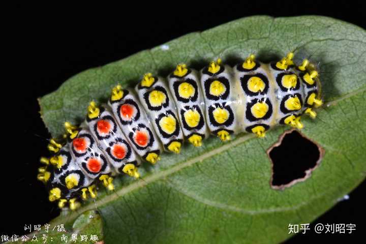 油茶宽盾蝽,第一次见它实在是被惊艳到了,这是什么神仙臭屁虫?