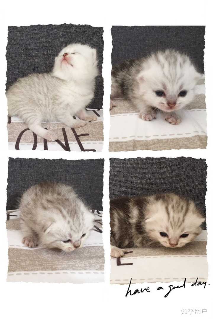 如何才能获得一只可爱的小奶猫?