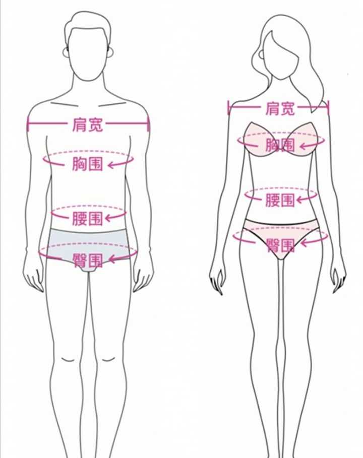 臀围就是测量臀部最翘的一圈