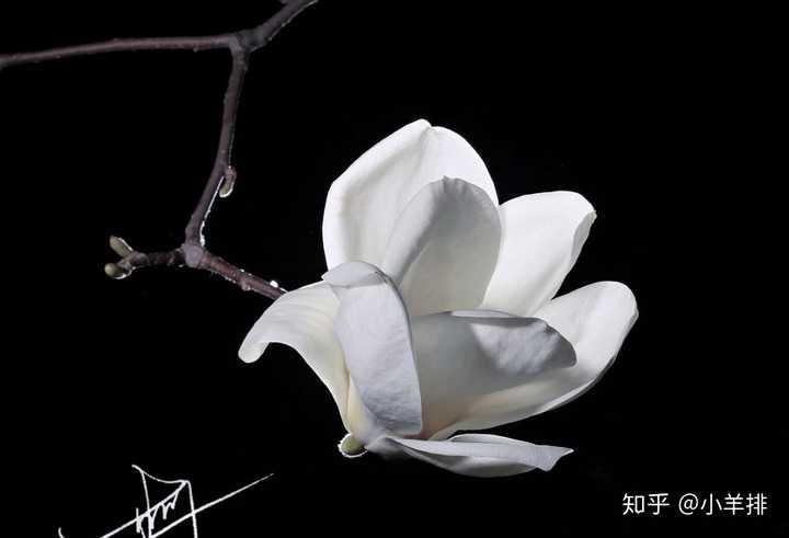 黑底花朵照片是怎样拍出来的?