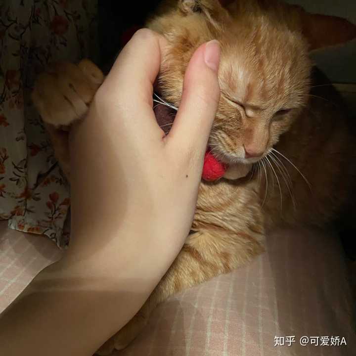 如何让猫不要故意打扰我睡觉?