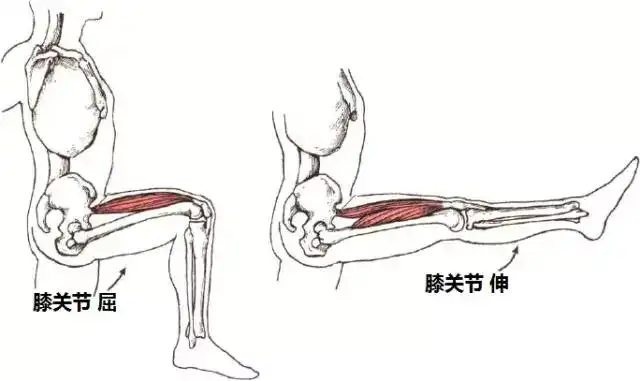 大腿前侧(股四头肌)收缩使 膝关节伸展.