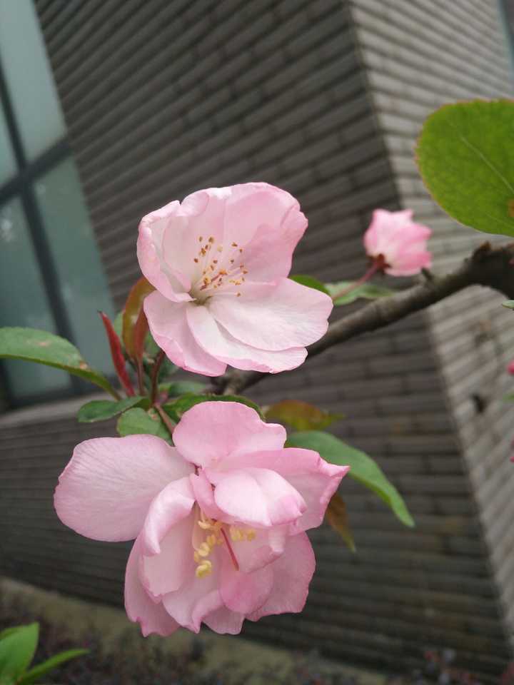 怎么区分樱花梅花桃花?