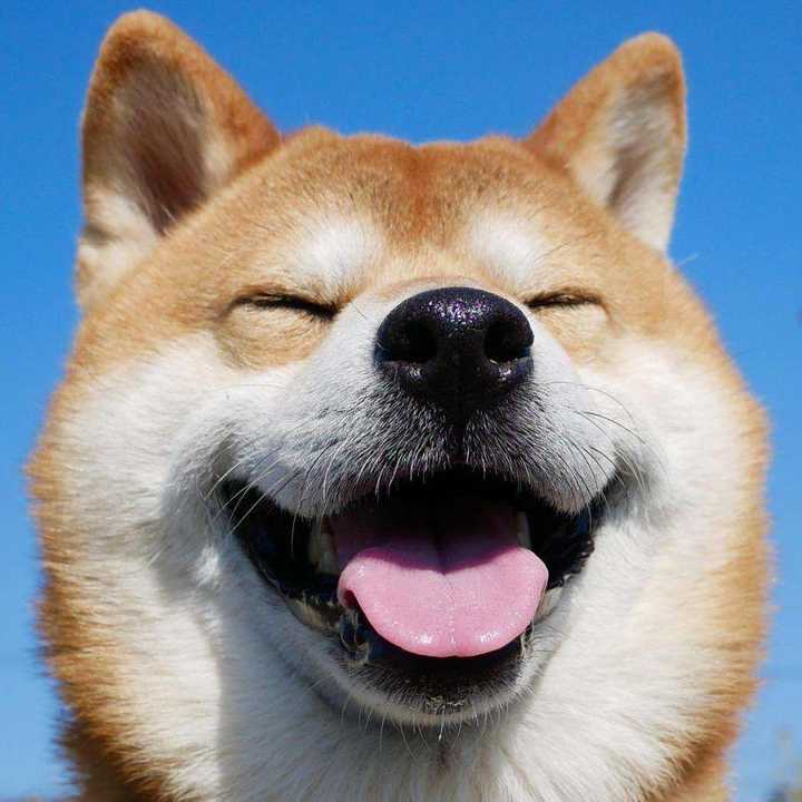 为什么柴犬的笑容这么治愈?