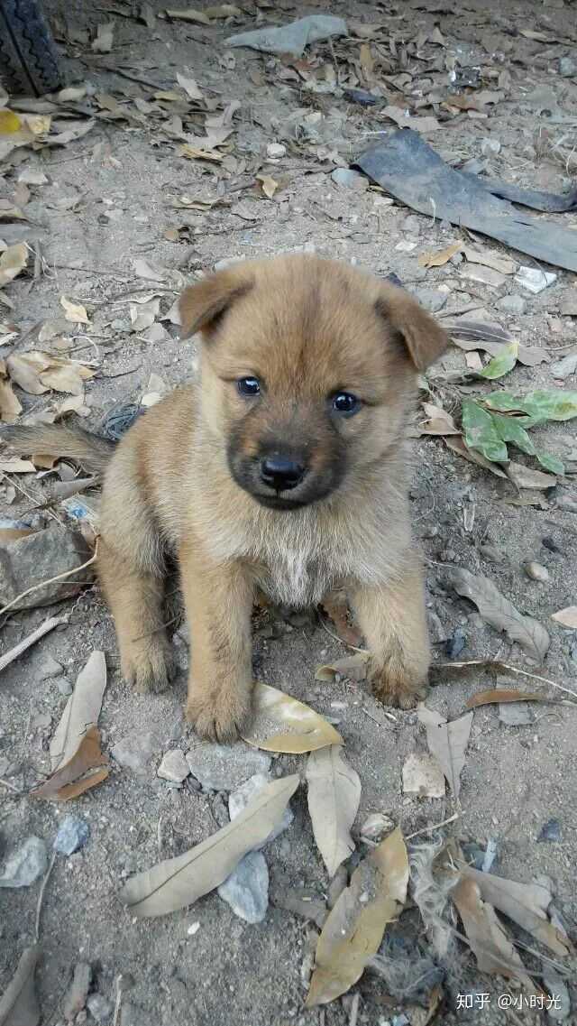 养中华田园犬是怎样一种体验?