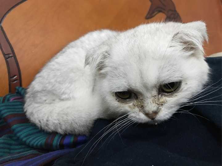 这只可爱又可怜的折耳猫怎么了?