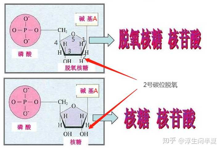 腺嘌呤核糖核苷酸和腺嘌呤脱氧核糖核苷酸有什么区别?