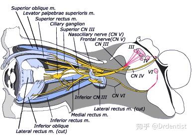 cn iii(动眼神经),cn iv(滑车神经)和cn vi(外展神经)支配