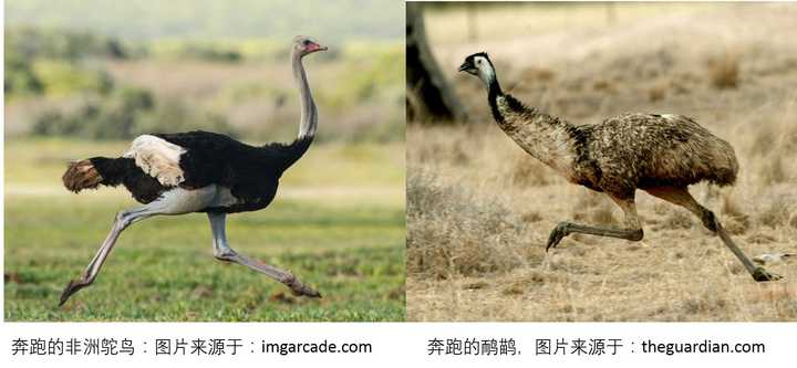 鸸鹋(emu)与鸵鸟(ostrich)是同一种生物吗?