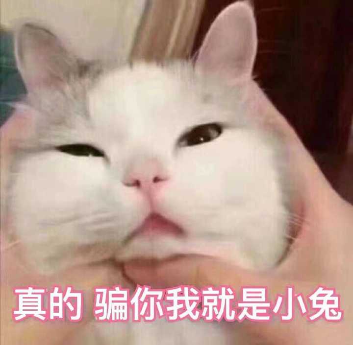 请问有没有猫咪的表情包?