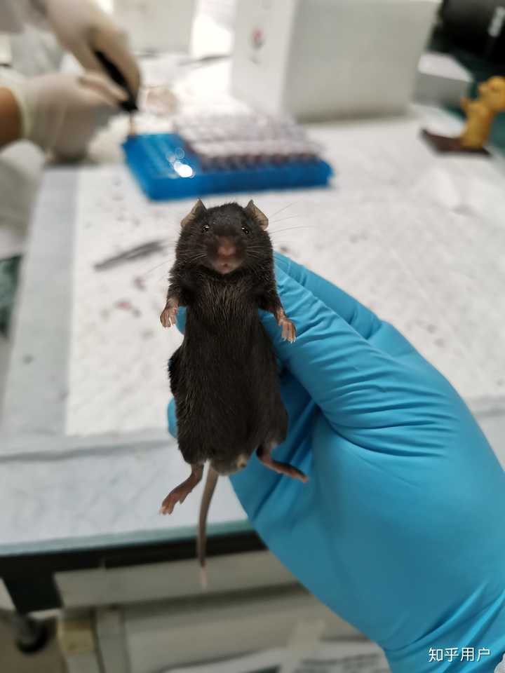 为什么大多数人会觉得老鼠可怕,而觉得仓鼠松鼠土拨鼠