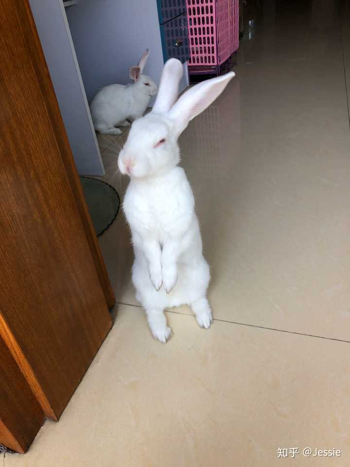 肉兔长大后真的很丑吗?