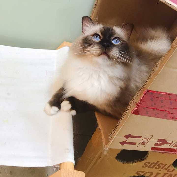 常见纯种布偶三大类1双色 bicolor 2. 手套 (黑脸)mitted 3.