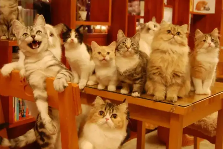很多猫咖啡店的猫口太密集. 图自:asahi nihongo