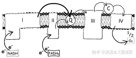 有氧条件下一分子葡萄糖所生成的乙酰coa进入三羧酸循环可生成多少