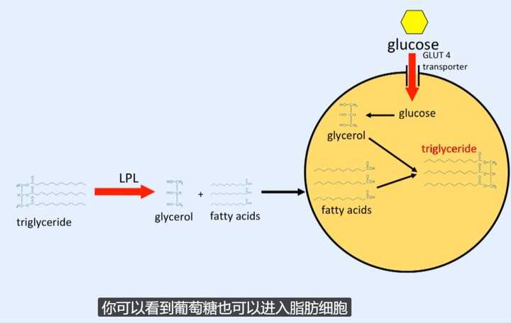 第三,胰岛素抑制甘油三酯分解