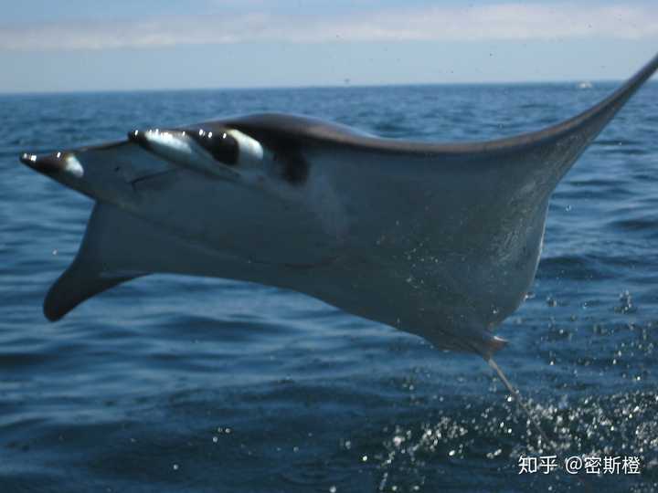 这是蝠鲼 科 蝠鲼科 mobulidae 属 蝠鲼属 mobula 这是魔鬼鱼,鬼