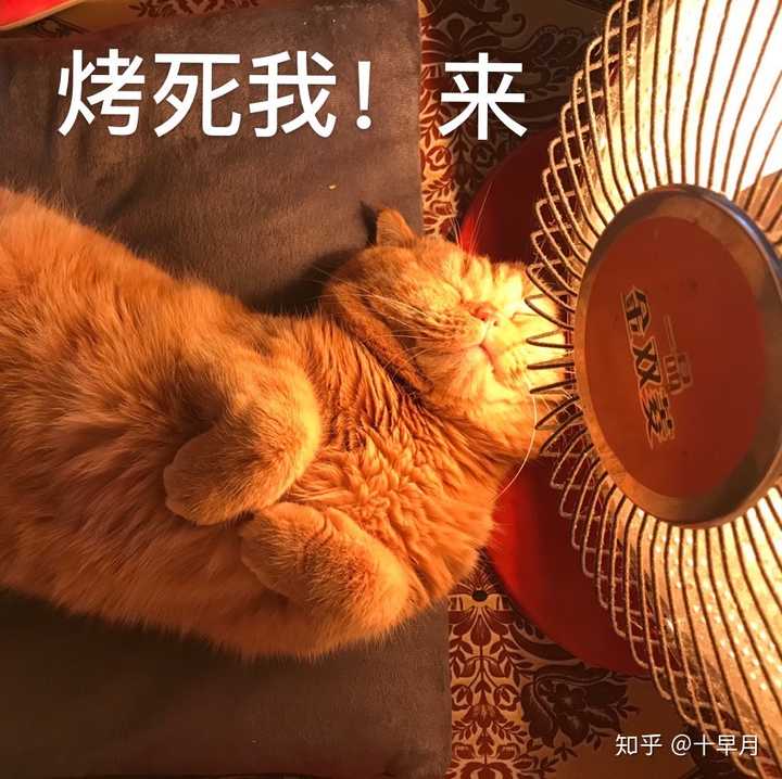 饥渴式烤火 这要是天然气和火炉子这猫已经没了