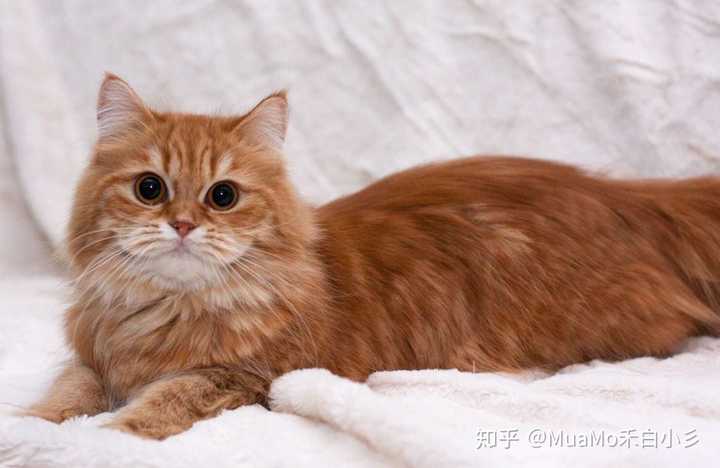 安哥拉猫& 英国长毛猫&高地长毛猫&狮子猫究竟有什么区别?