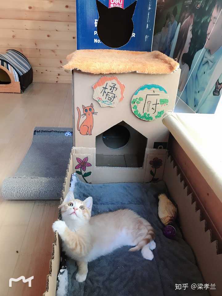 如何用废旧纸箱给猫做猫窝或者猫爬架?
