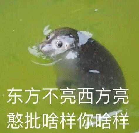 有没有哪些让你一下笑喷的表情包?