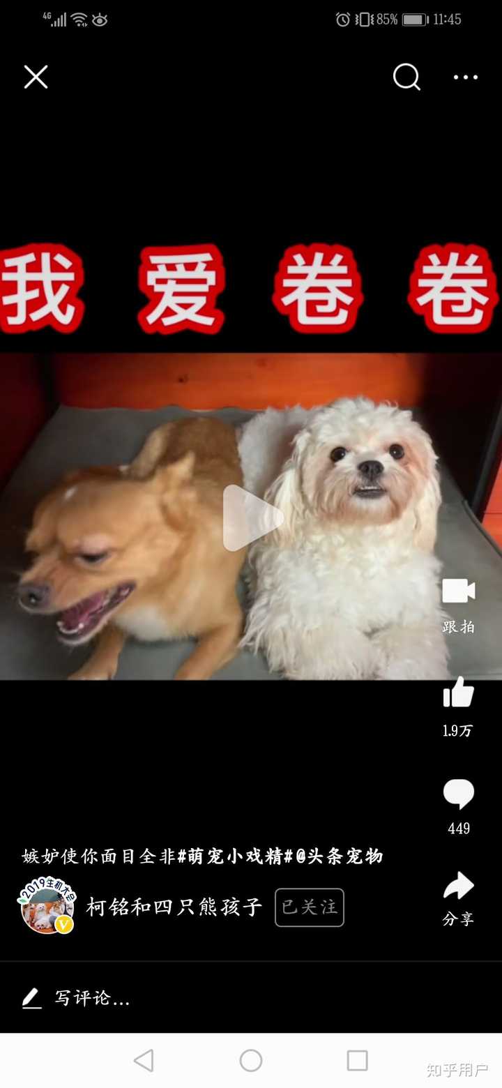toutiaoimg.com 柯铭和四个熊孩子(熊汪 尤其是哈尼 戏多演技好!
