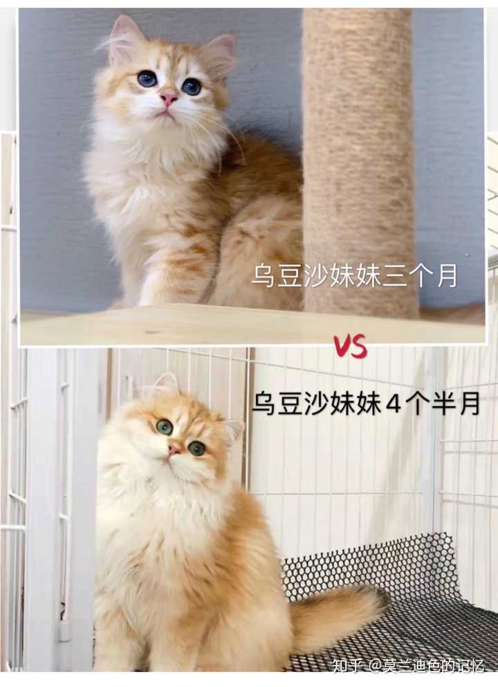 昨天刚买了一只金渐层公的,我想问这个品相值8000吗?