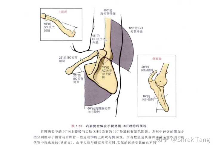 简述肩关节活动如果不遵循肩肱节律可导致什么损伤?