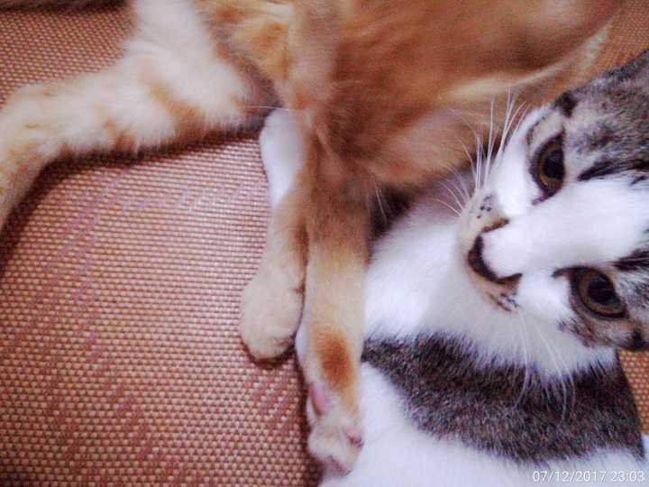 狗主人唆使猎犬咬死家猫,这算不算光天化日杀猫害命?