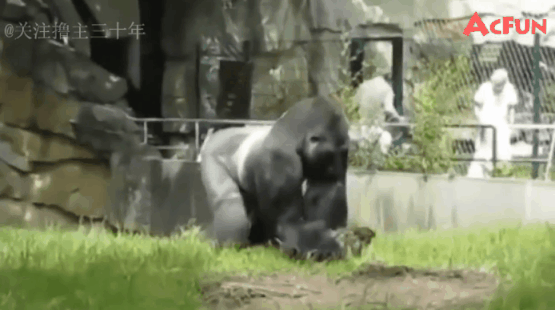 对于人类面对黑猩猩这样暴力行径的不作为,银背黑猩猩向人类掷屎表达