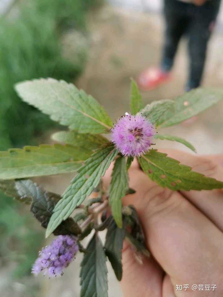 你知道哪些名字很好听,但其实很普通的植物?