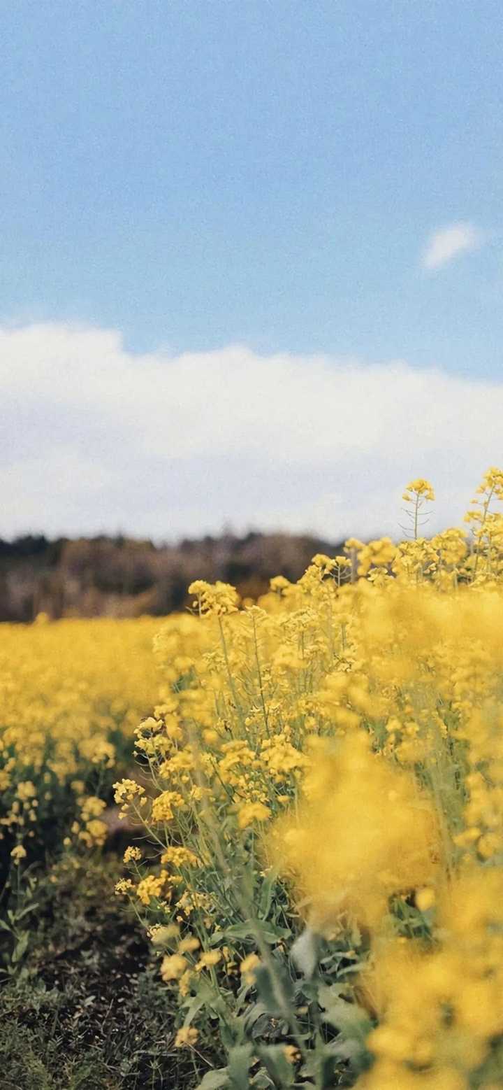 图源网络侵删致歉 年代感壁纸 老年风景壁纸 可爱系壁纸 情侣壁纸