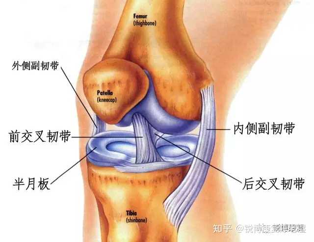 右膝内侧副韧带损伤需要多久康复和如何恢复?