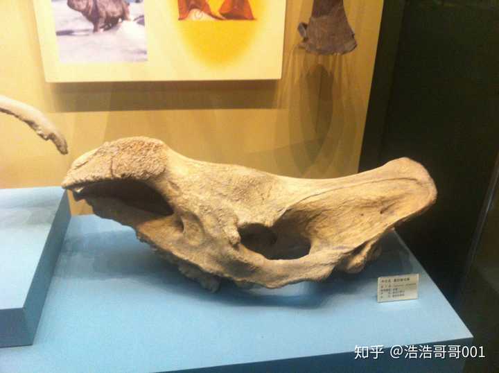 巨型山东龙,门口摆的那只也是它 雷兽和巨犀牛的头骨 这也是我在中国