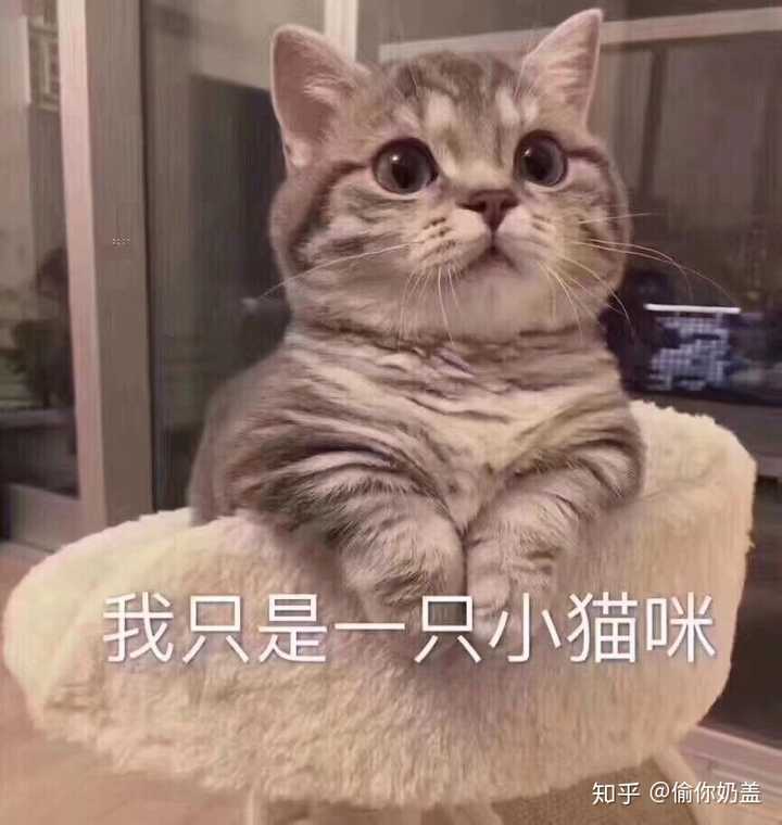 有哪些少女心的猫咪头像?