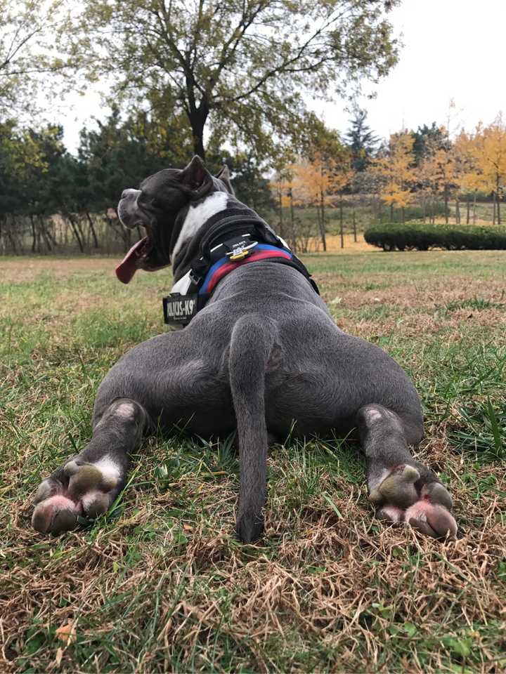 养一只美国恶霸犬是一种什么体验?