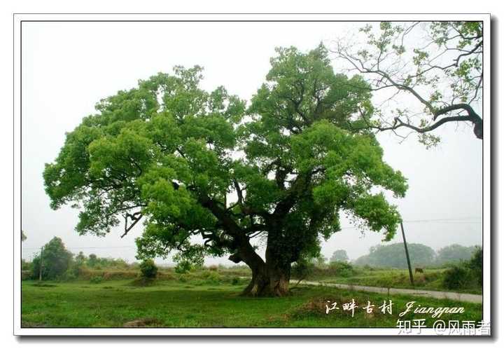 泰和县江畔古村有什么景点,好玩吗?