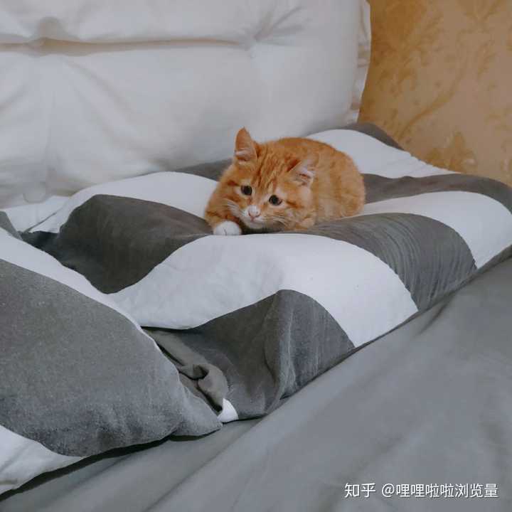 如何训练猫不上床不打扰人睡觉?