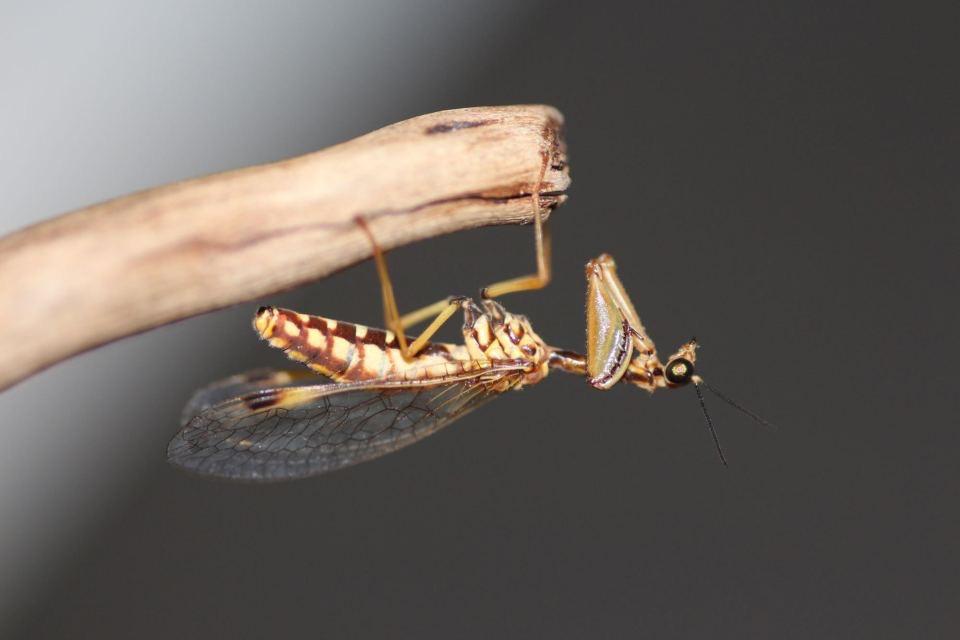 家里突然出现一种虫子4厘米左右触角挺长通身黑色两个前肢像螳螂身体