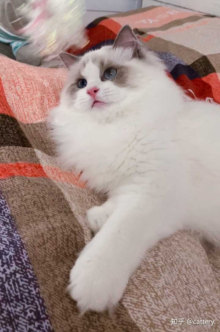 1万元左右有可能买到漂亮甜美的布偶猫吗?