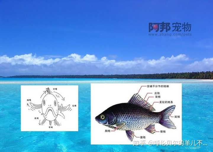 鱼类身上的鳍条和棘的区别是什么?