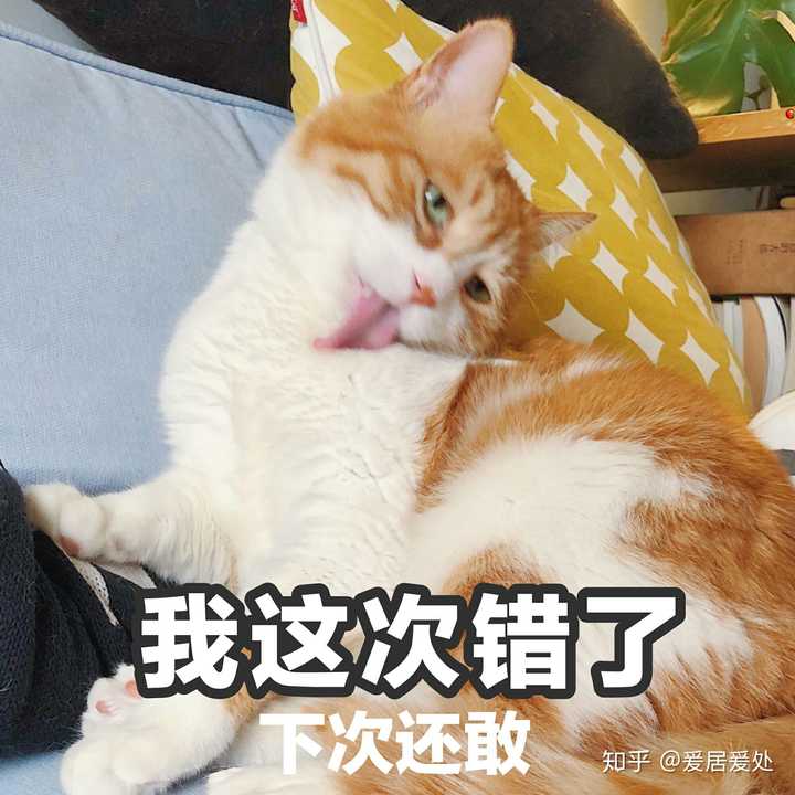 有哪些超级可爱的猫的照片或视频?