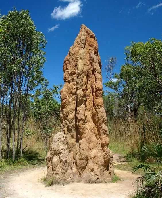 那就是 教堂式白蚁丘(cathedral termite mounds.