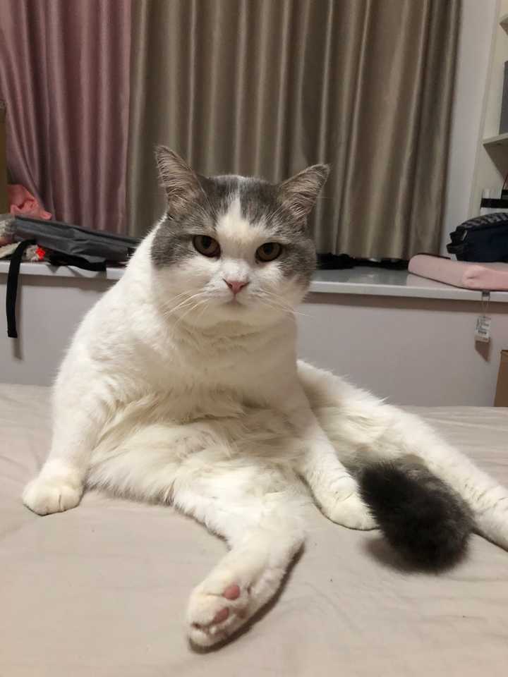 猫咪有哪些奇葩的坐姿?