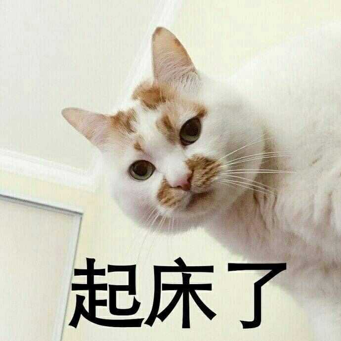 为什么很多知乎用户喜欢使用猫咪的表情包