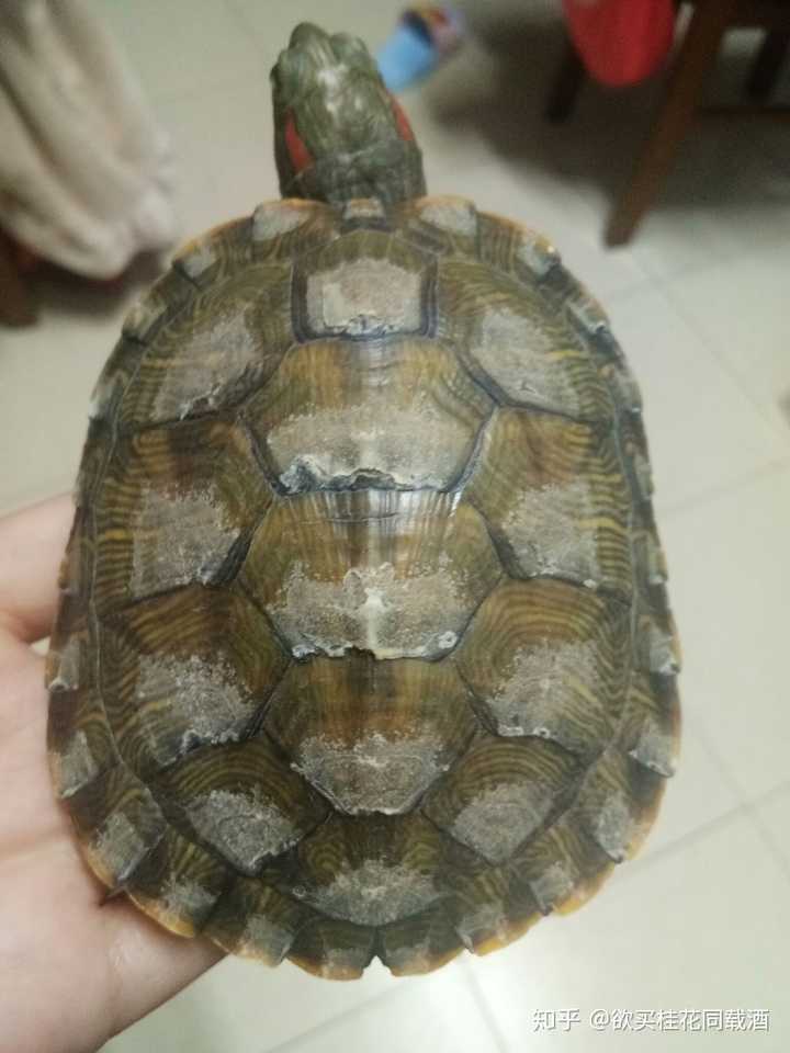 龟背不知道是换甲还是腐甲?在水里几乎不动?