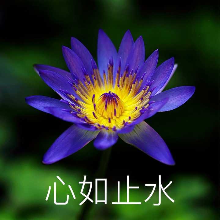 有没有蓝色系的头像?