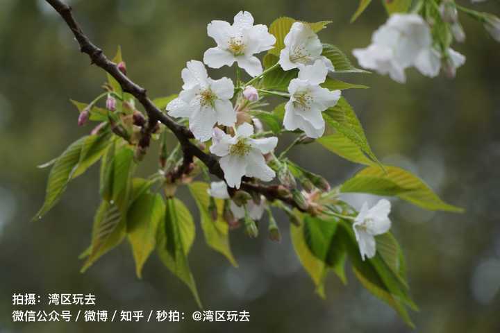 求老司机带路,春天美国去哪里赏花?