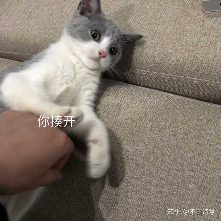 4800买的英短蓝白,现在长成土猫啦?它到底是土猫还是尴尬期啊?