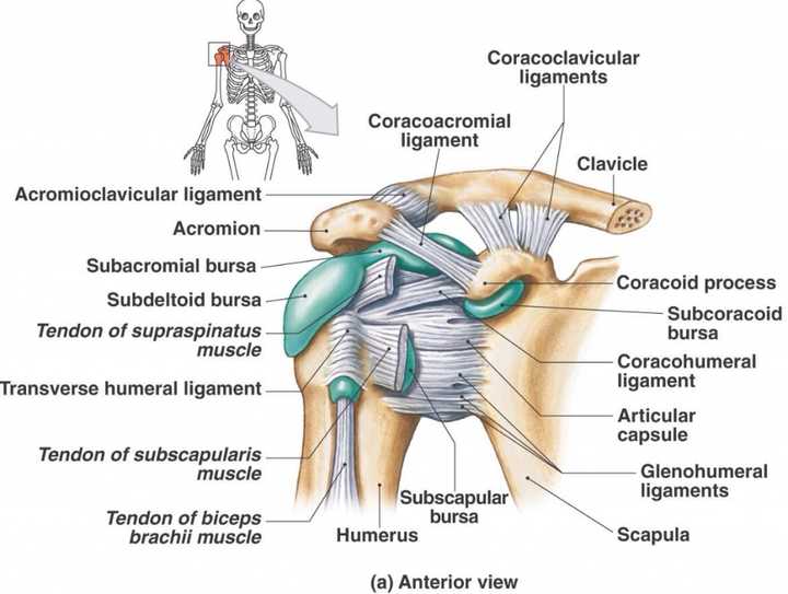中还有很多滑囊结构,这些结构出现炎症,可造成"滑囊炎(肩峰下滑囊炎)